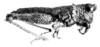 Karruia paradoxa Rehn, 1945: Fig. 1. female habitus (body length 19 mm, pronotum 2.4 mm, hind femur 8.6 mm) (holotype). (Otu).