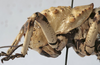male pronotum, lateral view (holotype of Eugaster mathiasi). Depicts CollectionObject 1539673; 5cb31a62-646e-4c56-af98-f1f1d3a6a3c2, a CollectionObject.