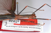 CollectionObject 1560333; 9e58c4eb-c85e-4ddc-9e51-df1ecc386824: copyright MNHU, Berlin. female: head & thorax, lateral view (paratype). (CollectionObject).