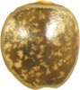CollectionObject 1563848; 364100f8-9d9e-4eac-89c3-59294458775a: copyright O. Conle. egg, lateral view (paratype). (CollectionObject).;CollectionObject 1563849; b63a34f3-4e4e-47f5-b59c-fa1d1f375f11: copyright O. Conle. egg, lateral view (paratype). (CollectionObject).;CollectionObject 1563850; 72a260c7-dc05-4f24-98d1-642f23082df8: copyright O. Conle. egg, lateral view (paratype). (CollectionObject).