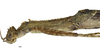 CollectionObject 1596258; 825f9f90-e348-4b8a-a1cc-9df1a3a6136e: copyright NKUM Nankai. female: head & thorax, lateral view (holotype). (CollectionObject).