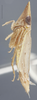 Habitus, lateral view: !! display not done !! on Agudus typicus Oman, 1938: Lateral. (Observation).