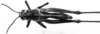 CollectionObject 1501147; 7399fed1-9acd-40c3-9b68-5fa7dff6c661, DORSA BA000582S01: Image Carbonell, C.S. female, dorsal view (holotype). (CollectionObject).