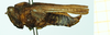 CollectionObject 1587015; 23f595d2-cbce-43fe-b74f-da934db5f156, NHMUK010924806: male, lateral view (syntype of Tettix tectus). (CollectionObject).