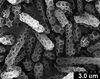 Brochosomes on Cuerna arida Oman & Beamer, 1944: CR175 | U.S.A., Arizona, Sta. Rita Mts. | 7/10/1950 | KSEM. (Observation).