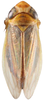 Habitus, dorsal view: Habitus, dorsal view (male). (Observation).