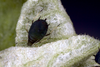 Aphis (Aphis) rumicis Linnaeus, 1758: Aptera adult on Rumex crispus (Photo:Voegtlin, D.). (Otu).