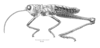 Exerythracris volcanica Rowell, 1995: Fig. 2A. male habitus. (Otu).