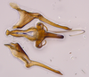 Aedeagus, ventral view: (Observation).