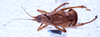 CollectionObject 1531723; 6a290085-043a-4789-8b7d-500d96d0f046: male, dorsal view (lectotype). (CollectionObject).