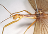 CollectionObject 1557056; a5922607-3adb-4ec4-9f31-7a4459a8d2e8: copyright Natural History Museum, London. male: head and thorax, lateral view (holotype). (CollectionObject).