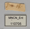 CollectionObject 1588244; MNCN(SF IMPORT DUPLICATE) 110705, bc1708c3-463b-4c5b-a1bc-b53609e7eab1: copyright MNCN, Madrid. female, data labels (holotype). (CollectionObject).