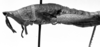 CollectionObject 1532739; 87e61602-cf71-45c8-b5df-25517e3f2fcf: Image Carbonell, C.S. female, lateral view (holotype). (CollectionObject).