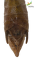 Male. End of abdomen, dorsal view Depicts CollectionObject 1849156; Unioeste Cascavel K-0057, deb5b31c-fda8-4e7b-bce1-b559321038e5, a CollectionObject.