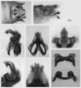 Melanoplus sylvestris Morse, 1904: male genitalia. (Otu).