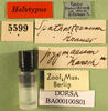 CollectionObject 1501407; 5614a38c-0c2e-49f1-9ea3-a74dc92d610b, DORSA BA000100S01: labels (holotype). (CollectionObject).