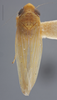Habitus, dorsal view: !! display not done !! on Arundanus flavotinctus (DeLong, 1916): Dorsal. (Observation).