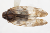Habitus, dorsal view: (Observation).
