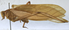 CollectionObject 1539850; 3b3675d5-8d7a-40a4-9df9-d5215a018e11: male habitus, lateral view (holotype). (CollectionObject).