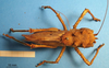 CollectionObject 1538361; 5c7f75e6-9cbb-4b8e-8309-e884efd07548: male, dorsal view. (CollectionObject).