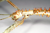 CollectionObject 1556979; NHMUK(SF IMPORT DUPLICATE) 844987, d417b3a8-e424-455e-b8ee-700dff073cfc: copyright Natural History Museum, London. female: head and upper thorax, lateral view (holotype). (CollectionObject).