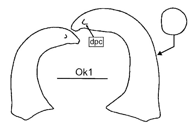 Fig. 19A (Ok1 is the name of the specimen). Cerci in a dorsal and slightly mesal view. Depicts Namaquaphasma ookiepense Klass, Picker, Damgaard, van Noort & Tojo, 2003, an Otu.