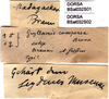 CollectionObject 1502429; e803339b-dc77-4dd6-8c96-f1e99e22be90: labels (syntype). (CollectionObject).