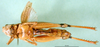 CollectionObject 1545358; d57430ce-b35a-4e58-a004-28283d0db2a3: female, ventral view (allotype of Dociostaurus iranicus). (CollectionObject).