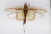 CollectionObject 1520981; ec221e4f-52f5-4593-9727-f4d6ba40956f: female, dorsal view (holotype). (CollectionObject).