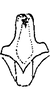 Connective: Connective (E. melianus). (Observation).