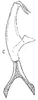 Connective: !! display not done !! on Afrosteles distans (Linnavuori, 1959): aedeagus/connective, laterally. (Observation).