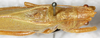 CollectionObject 1576557; 8d55a461-b6e6-477f-9612-240304d2ec3c: male, dorsal view. (CollectionObject).