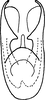 Aedeagus, ventral view on Achaetica anabasidis Emeljanov, 1959: Aedeagus, ventral view (A. nanophyti Vilbaste). (Observation).