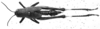 CollectionObject 1501160; 014955bc-6c94-4eeb-8b02-ebaf5b188781: Image Carbonell, C.S. female, dorsal view (syntype). (CollectionObject).