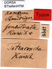 CollectionObject 1500601; eca864f1-ada4-4f96-b300-61a4c59c7ac5, DORSA BTtetfenHTM: labels (holotype). (CollectionObject).