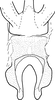 Connective on Drabescus nervosopunctatus Signoret, 1880: Connective, ventral view. (Observation).