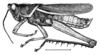 Staleochlora ronderosi Roberts & Carbonell, 1992: Fig. 32 (after holotype). male habitus. (Otu).