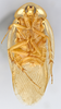 CollectionObject 1569183; 48256b29-1064-4481-b6e5-41ffeb5c05ac: Photo by Heidi Hopkins. Holotype, adult male, ventral habitus. (CollectionObject).