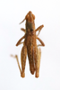 CollectionObject 1528527; 19976537-718c-46bc-9551-061c3cffb942: male, dorsal view (holotype of Pyrgomorphella predtetshenskii). (CollectionObject).