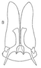 Subgenital plate: !! display not done !! on Acinopterus gentilis (Berg, 1879): Stylus, subgenital plate, and connective, dorsally. (Observation).