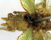 CollectionObject 1500540; 4e41bf74-478d-47b0-9906-0ab024fe0b45: male, head and pronotum, dorsal view (holotype). (CollectionObject).