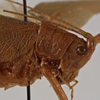 CollectionObject 1534531; ed87de70-c4b0-40b6-b0d6-ecdfb1b3b9d7: female head and pronotum, lateral view (holotype of Scopiorus muticus). (CollectionObject).