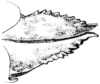 Neotettix femoratus (Scudder, 1869): Fig. 85. female, ovipositor, lateral view. (Otu).