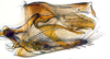 Pygofer, lateral view: (Observation).;Pygofer, lateral view: (Observation).