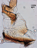 Anal tube processes on Bretega linnavuorii Stiller, 2017: Anal tube process. (Observation).