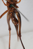 CollectionObject 1505604; a299fbca-016e-4a9c-a99e-24bebe994ade: Female, ventral view (syntype). (CollectionObject).