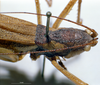 CollectionObject 1505637; 9a9510dd-0900-4038-adf1-8f7aabae09fe: female head and pronotum (holotype). (CollectionObject).