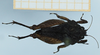 CollectionObject 1505160; 377f976c-6097-488c-9f8d-b586d00019ea: male, dorsal view (syntype). (CollectionObject).