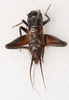 CollectionObject 1588818; 26637212-56c4-474a-9385-1ce33143b519, CASENT 19265: male, dorsal view (holotype). (CollectionObject).