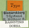 CollectionObject 1502280; e2fd37bb-f990-485b-8405-ac1068cce69c: labels (syntype). (CollectionObject).